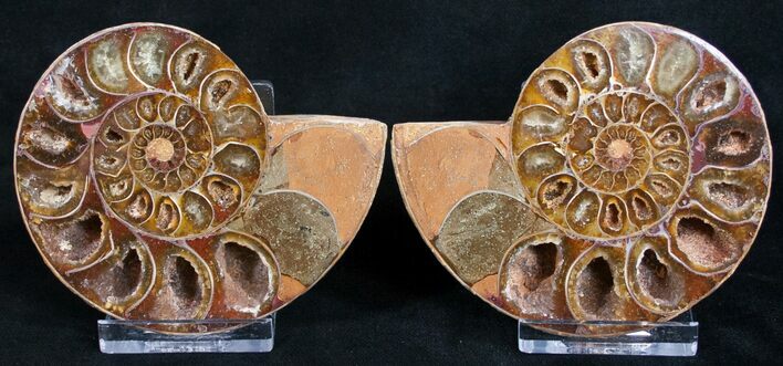 Polished Desmoceras Ammonite Pair #9604